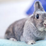 Come nutrire un coniglio nano: tutte le informazioni necessarie